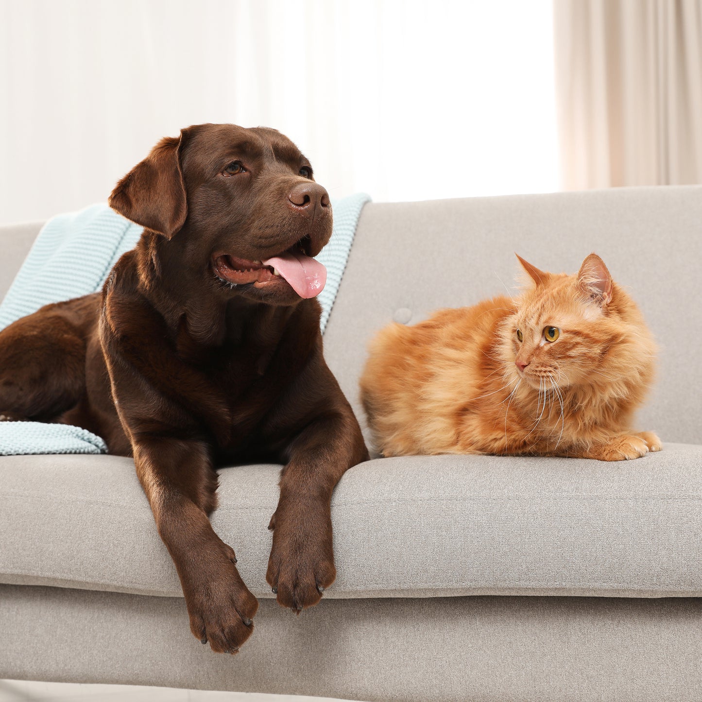 Pet Odor Remover 200 ML| Neutralizador de olores